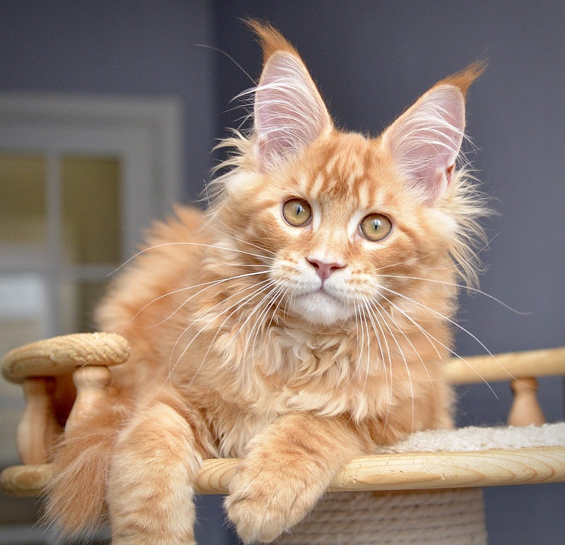 Ginger  Great Lion - Kitten maine-coon 3 months 2 weeks
