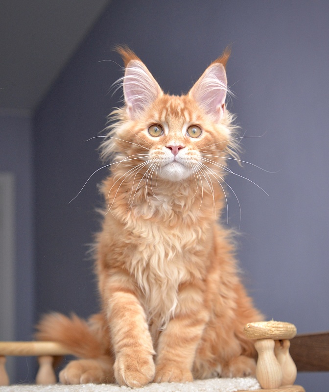 Ginger  Great Lion - Kitten maine-coon 3 months 2 weeks