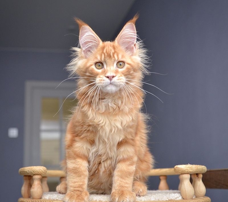 Ginger  Great Lion - Kitten maine-coon 3 months 2 weeks