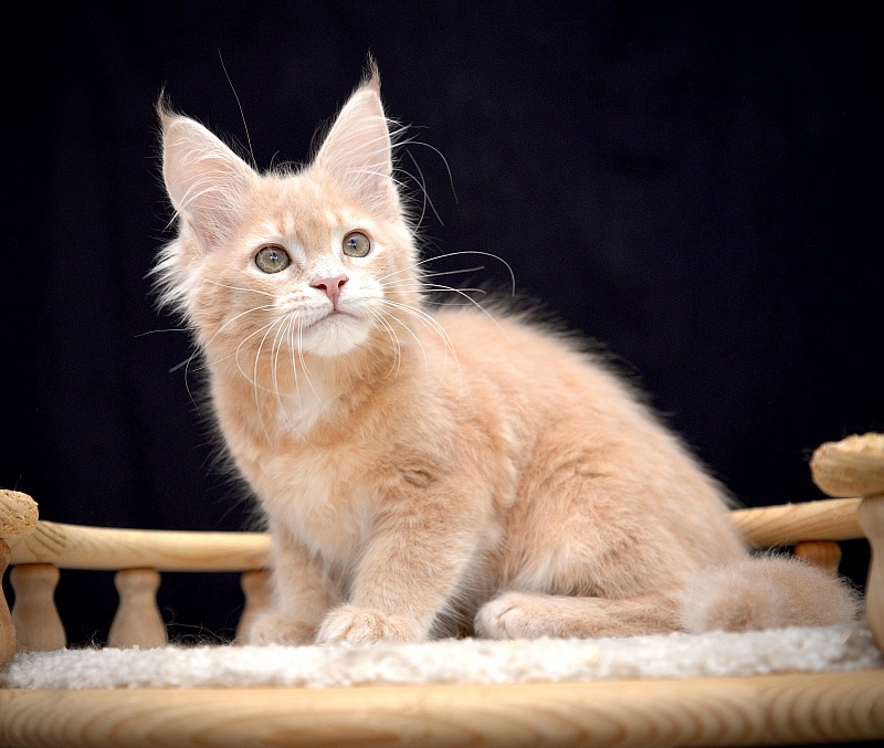 Gardarika Great Lion - Kitten maine-coon 2 months 2 weeks