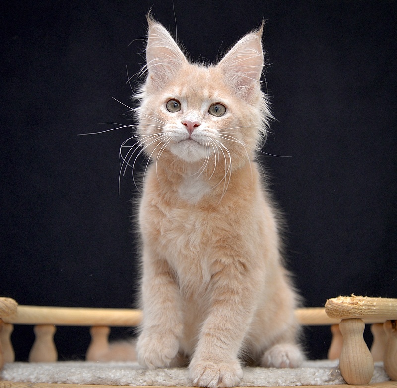 Gardarika Great Lion - Kitten maine-coon 2 months 2 weeks