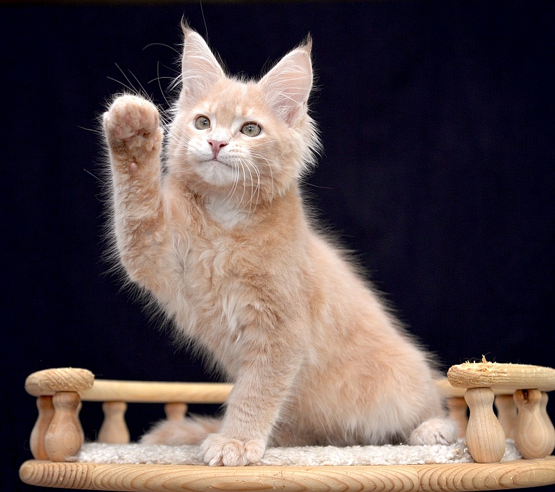 Gardarika Great Lion - Kitten maine-coon 2 months 2 weeks