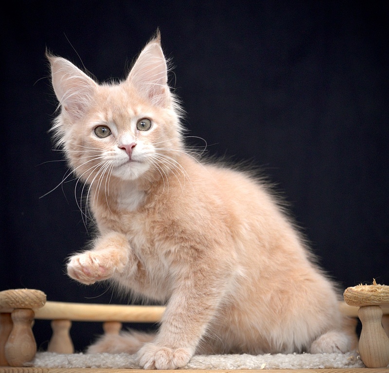 Gardarika Great Lion - Kitten maine-coon 2 months 2 weeks