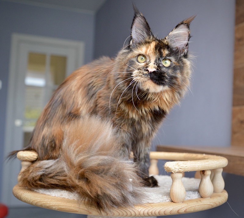 Geneva  Great Lion - Junior maine-coon 8 months 0.5 weeks