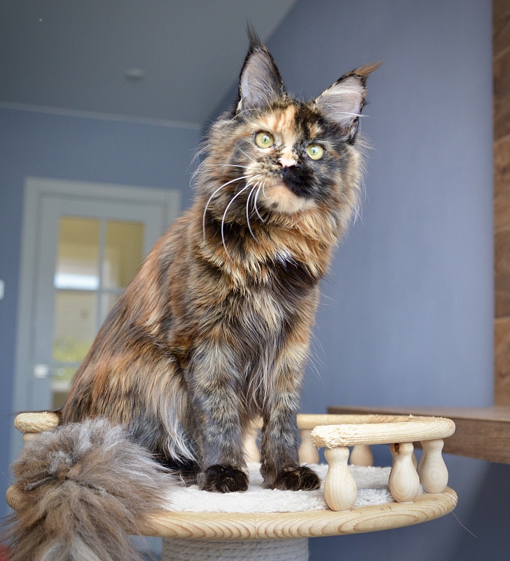 Geneva  Great Lion - Junior maine-coon 8 months 0.5 weeks