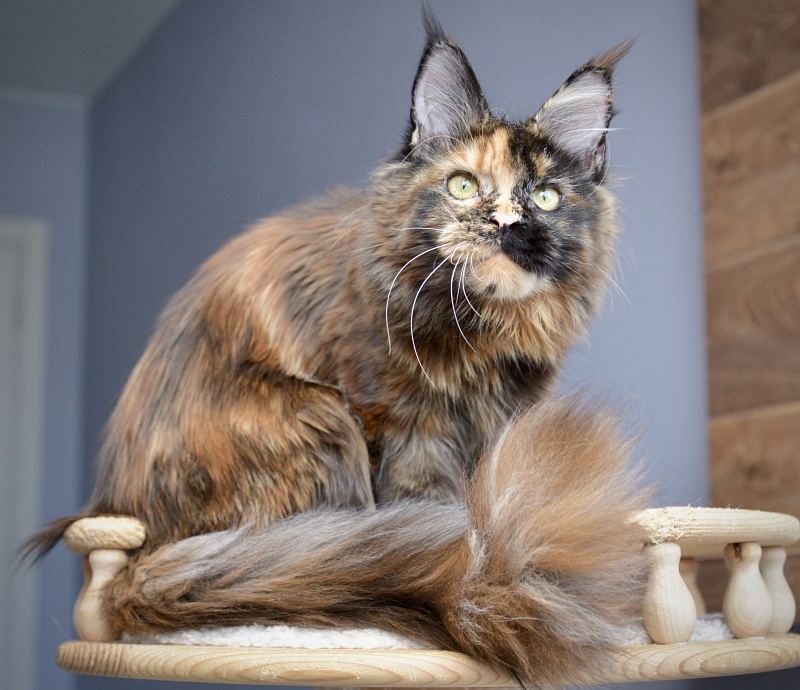Geneva  Great Lion - Junior maine-coon 8 months 0.5 weeks