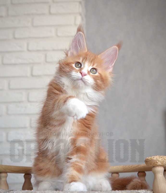 Hachiko Great Lion - Kitten maine-coon 1 month 4 weeks