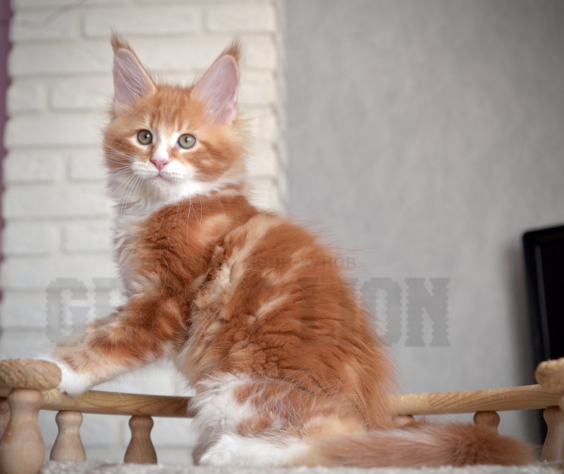 Hachiko Great Lion - Kitten maine-coon 1 month 4 weeks