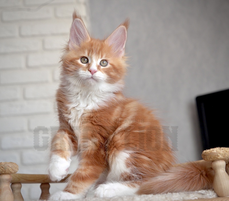 Hachiko Great Lion - Kitten maine-coon 1 month 4 weeks