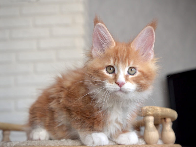 Hachiko Great Lion - Kitten maine-coon 1 month 4 weeks