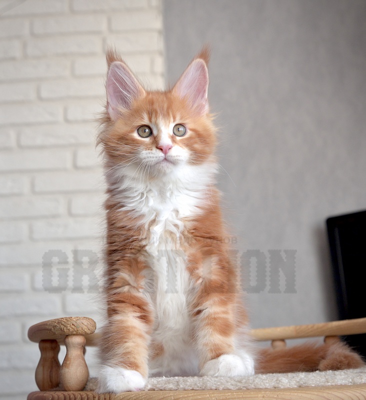Hachiko Great Lion - Kitten maine-coon 1 month 4 weeks