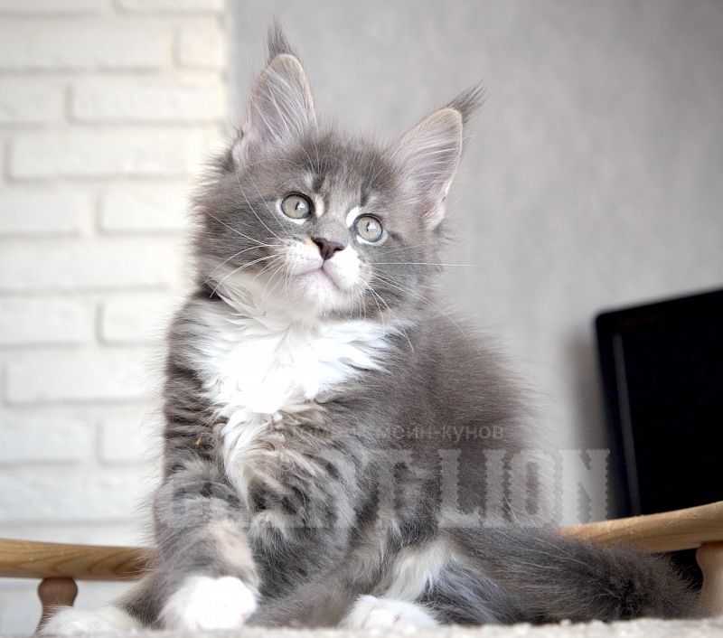Impulse Great Lion - Kitten maine-coon 1 month 3.5 weeks