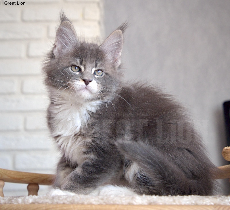 Impulse Great Lion - Kitten maine-coon 1 month 3.5 weeks