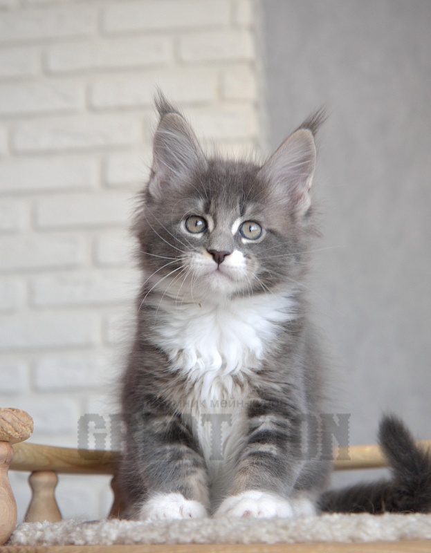 Impulse Great Lion - Kitten maine-coon 1 month 3.5 weeks