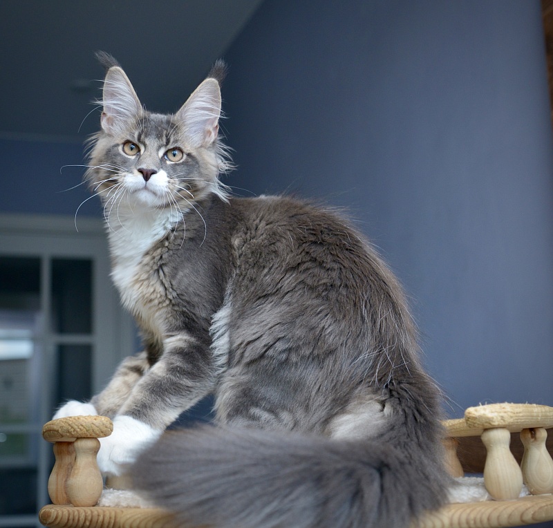 Impulse Great Lion - Kitten maine-coon 4 months 0.5 weeks