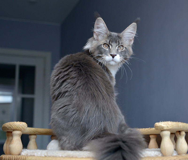 Impulse Great Lion - Kitten maine-coon 4 months 0.5 weeks