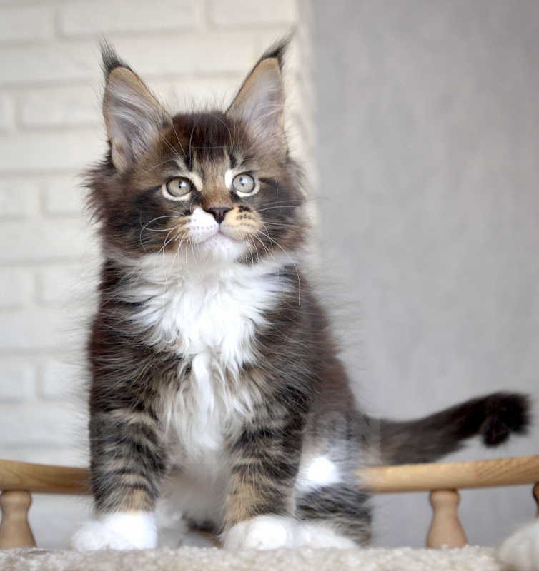 Illusion  Great Lion - Kitten maine-coon 1 month 3.5 weeks