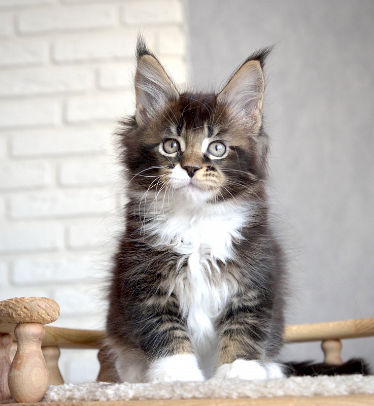 Illusion  Great Lion - Kitten maine-coon 1 month 3.5 weeks
