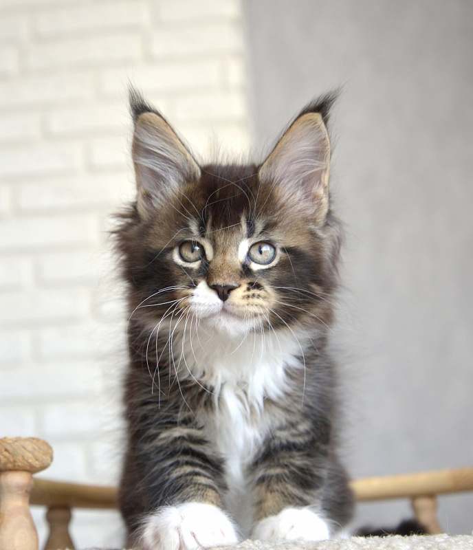 Illusion  Great Lion - Kitten maine-coon 1 month 3.5 weeks