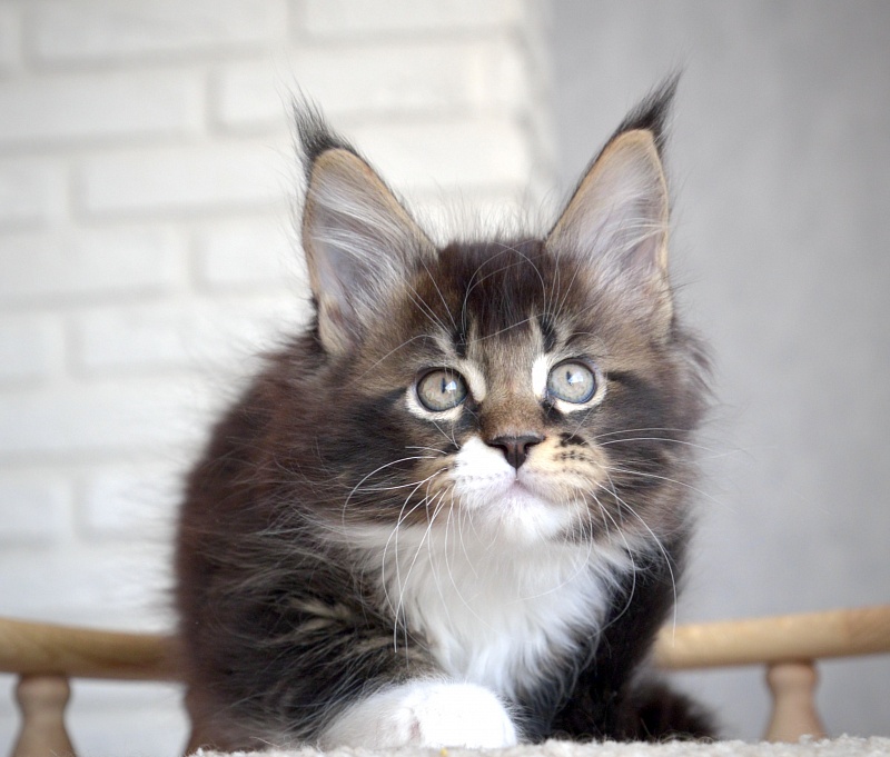 Illusion  Great Lion - Kitten maine-coon 1 month 3.5 weeks
