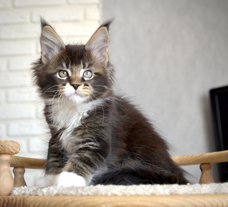 Illusion  Great Lion - Kitten maine-coon 1 month 3.5 weeks