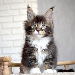 Illusion  Great Lion