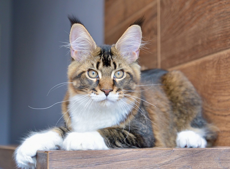 Ideal Great Lion - Kitten maine-coon 4 months 2 weeks