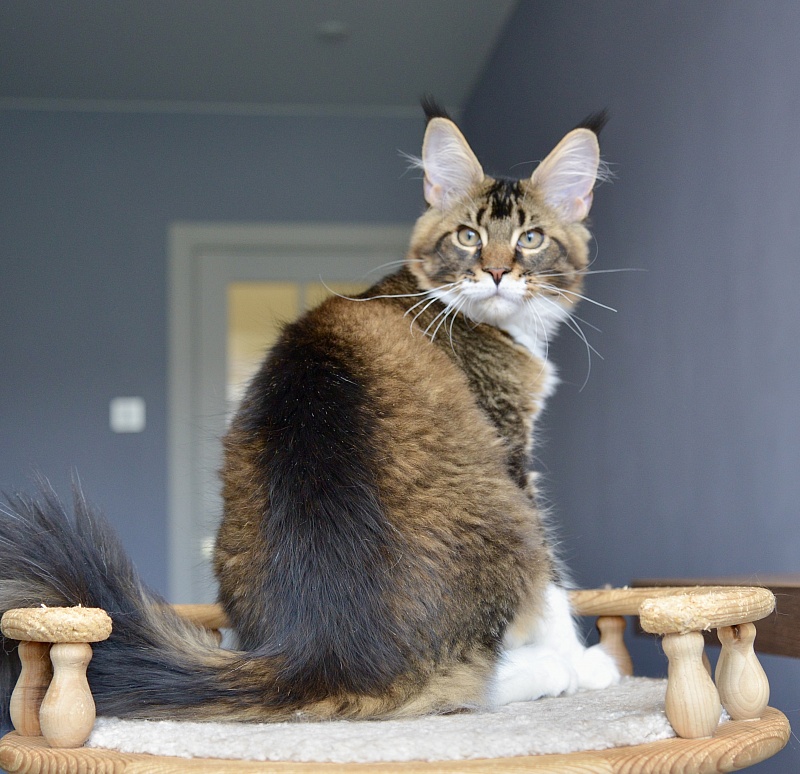 Ideal Great Lion - Kitten maine-coon 4.5 months