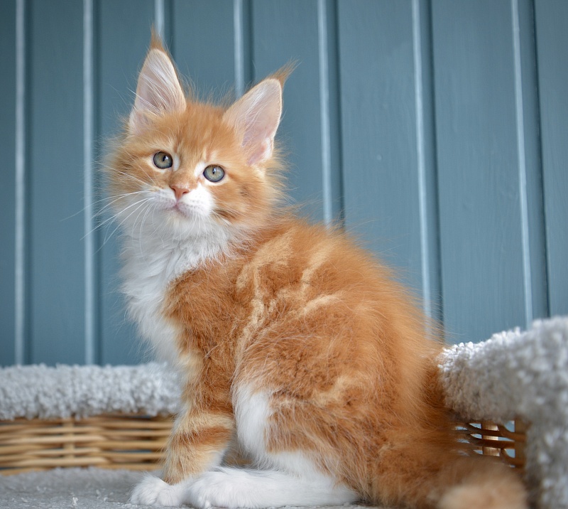 Jazz Great Lion - Kitten maine-coon 1 month 3 weeks