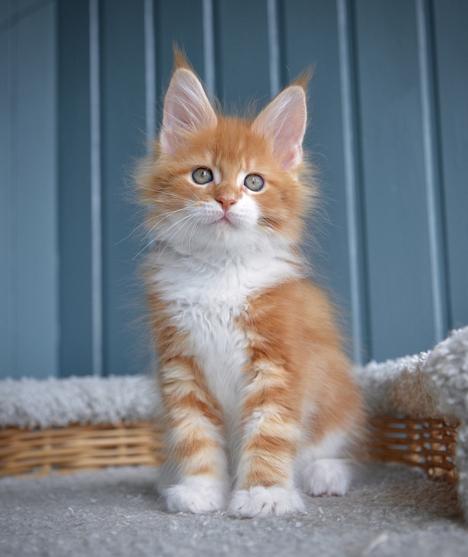 Jazz Great Lion - Kitten maine-coon 1 month 3 weeks