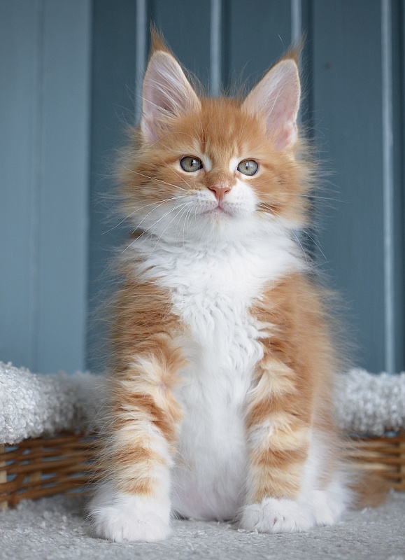 Jazz Great Lion - Kitten maine-coon 1 month 3 weeks