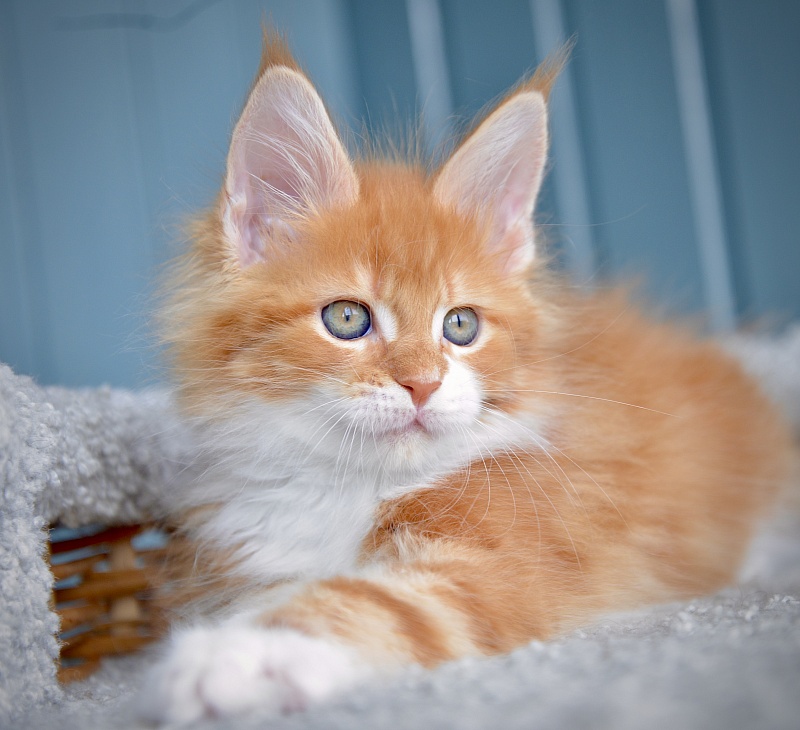 Jazz Great Lion - Kitten maine-coon 1 month 3 weeks