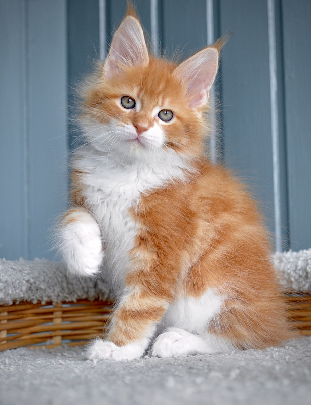 Jazz Great Lion - Kitten maine-coon 1 month 3 weeks