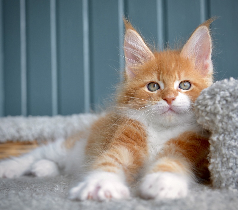 Jazz Great Lion - Kitten maine-coon 1 month 3 weeks