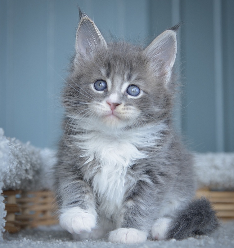 Jewel Great Lion - Kitten maine-coon 1 month