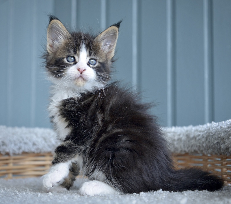 Jam Great Lion - Kitten maine-coon 1 month