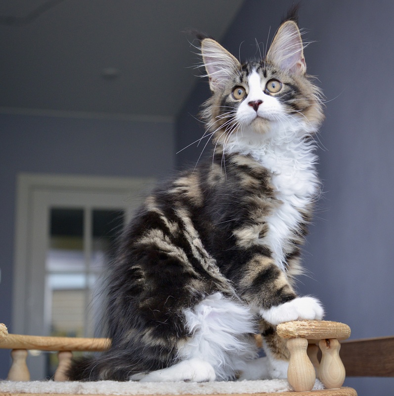 Jam Great Lion - Kitten maine-coon 3 months 0.5 weeks