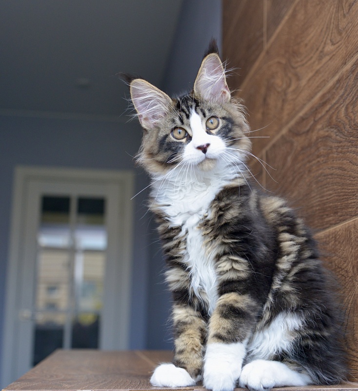 Jam Great Lion - Kitten maine-coon 3 months 0.5 weeks