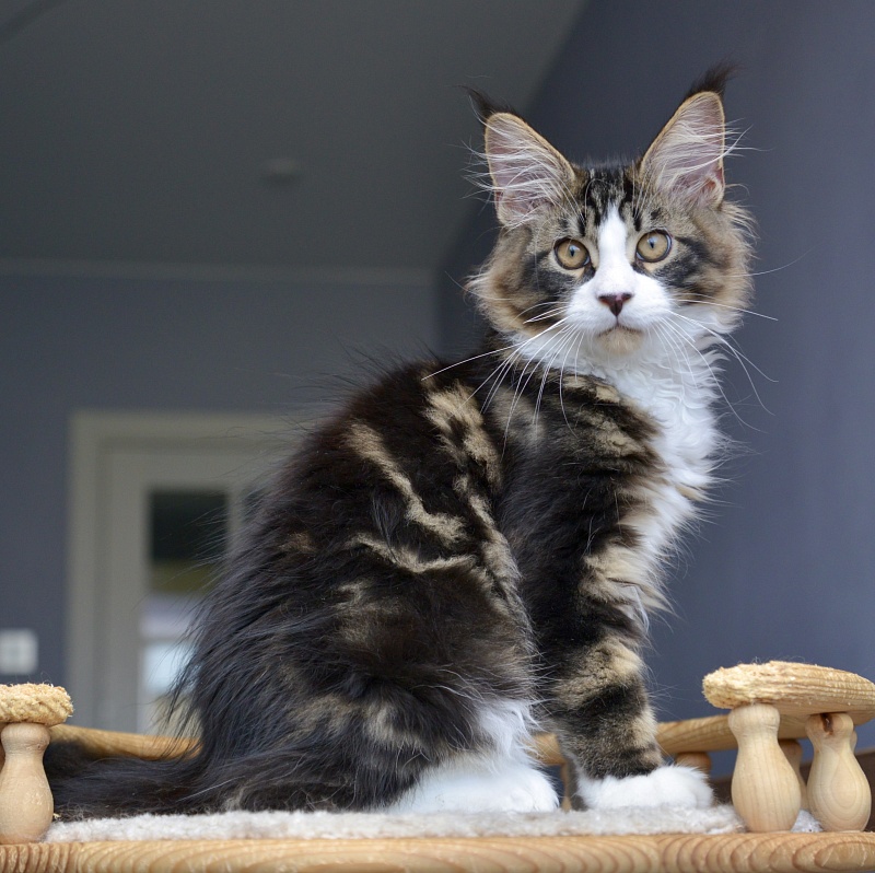 Jam Great Lion - Kitten maine-coon 3 months 0.5 weeks