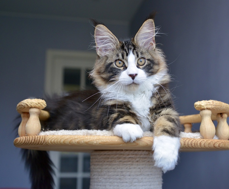 Jam Great Lion - Kitten maine-coon 3 months 0.5 weeks