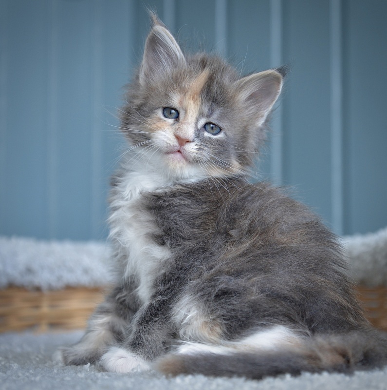 Jasmine  Great Lion - Kitten maine-coon 1 month