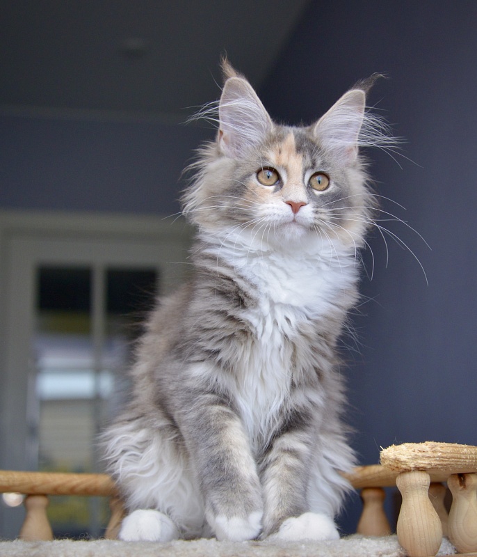 Jasmine  Great Lion - Kitten maine-coon 3 months 0.5 weeks