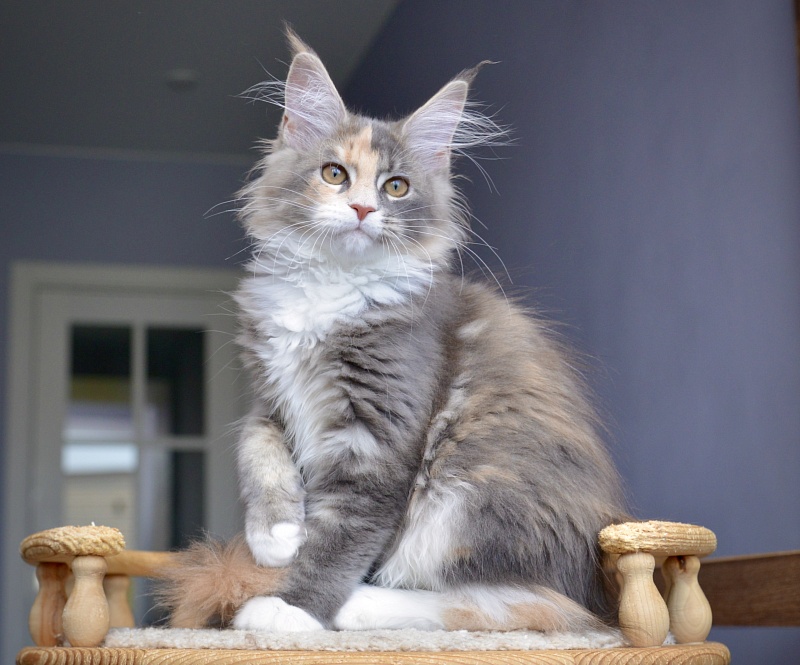 Jasmine  Great Lion - Kitten maine-coon 3 months 0.5 weeks