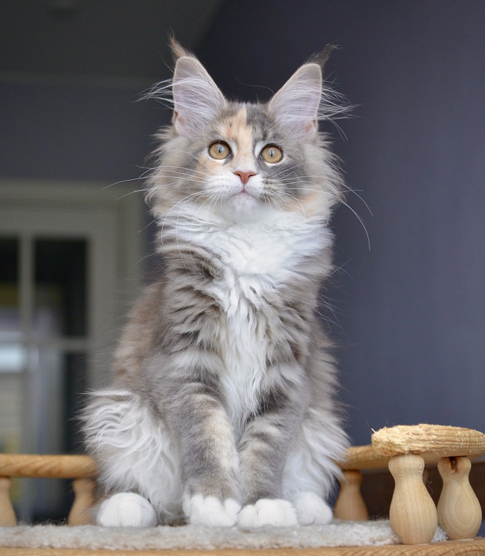 Jasmine  Great Lion - Kitten maine-coon 3 months 0.5 weeks