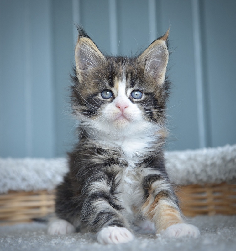 Jolly Great Lion - Kitten maine-coon 1 month