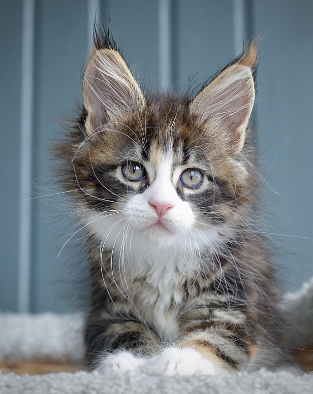 Jolly Great Lion - Kitten maine-coon 1 month 3 weeks