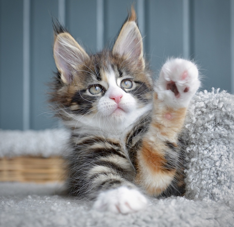 Jolly Great Lion - Kitten maine-coon 1 month 3 weeks