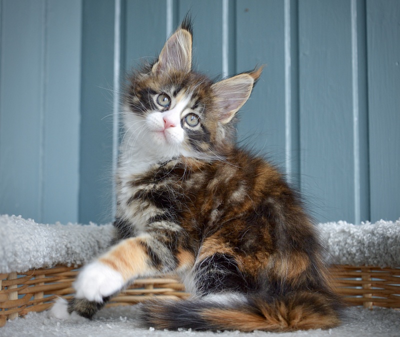 Jolly Great Lion - Kitten maine-coon 1 month 3 weeks
