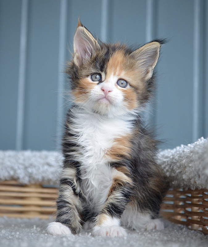 Joke Great Lion - Kitten maine-coon 1 month