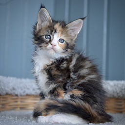 Jingle Bells Great Lion - Kitten maine-coon 1 month
